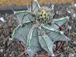 Astrophytum Dinosaur X ornatum pot 6,5 cm - 12404745