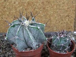 Astrophytum Dinosaur X ornatum pot 6,5 cm - 12404748