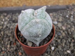 Asrophytum coahuilense Hakuran tricostatum, pot 5,5 cm
