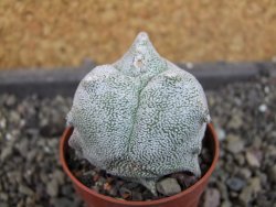 Asrophytum coahuilense Hakuran tricostatum, pot 5,5 cm - 12404770