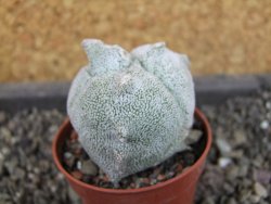 Asrophytum coahuilense Hakuran tricostatum, pot 5,5 cm - 12404771