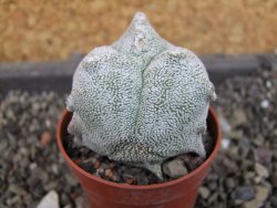 Asrophytum coahuilense Hakuran tricostatum, pot 5,5 cm - 12404772