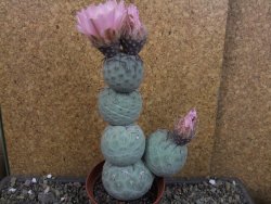 Tephrocactus geometricus V 15 cm - 12404788