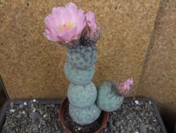 Tephrocactus geometricus V 15 cm - 12404789