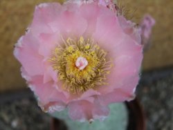 Tephrocactus geometricus V 15 cm - 12404791