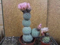 Tephrocactus geometricus V 15 cm - 12404794