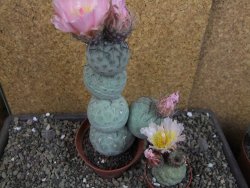 Tephrocactus geometricus V 15 cm - 12404795