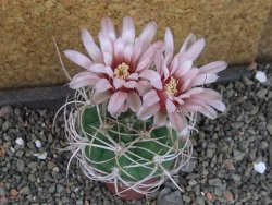 Gymnocalycium mazanense polycephalum VS 46 Cuipan, pot 5,5 cm - 12404822