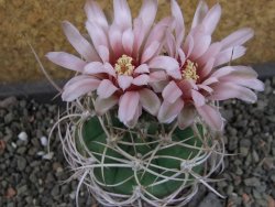 Gymnocalycium mazanense polycephalum VS 46 Cuipan, pot 5,5 cm - 12404824