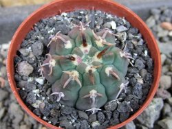 Gymnocalycium vatteri unguispinum, pot 5,5 cm - 12404832