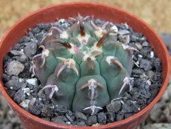 Gymnocalycium vatteri unguispinum, pot 5,5 cm