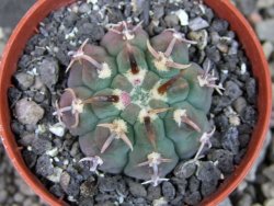 Gymnocalycium vatteri unguispinum, pot 5,5 cm - 12404834