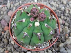 Gymnocalycium vatteri unguispinum, pot 5,5 cm - 12404835