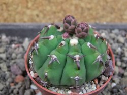Gymnocalycium vatteri unguispinum, pot 5,5 cm