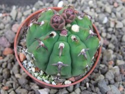 Gymnocalycium vatteri unguispinum, pot 5,5 cm - 12404837