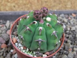 Gymnocalycium vatteri unguispinum, pot 5,5 cm - 12404838