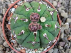 Gymnocalycium vatteri unguispinum, pot 5,5 cm - 12404839