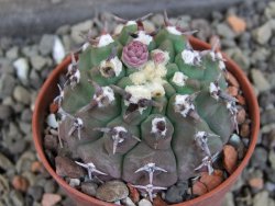 Gymnocalycium vatteri unguispinum, pot 5,5 cm - 12404840