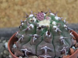 Gymnocalycium vatteri unguispinum, pot 5,5 cm