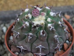 Gymnocalycium vatteri unguispinum, pot 5,5 cm - 12404842