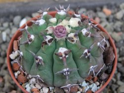 Gymnocalycium vatteri unguispinum, pot 5,5 cm - 12404843