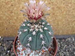 Gymnocalycium spegazzinii unguispinum SL 44b, pot 8,5 cm