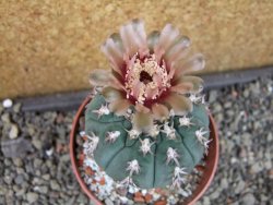 Gymnocalycium spegazzinii unguispinum SL 44b, pot 8,5 cm - 12404853