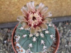 Gymnocalycium spegazzinii unguispinum SL 44b, pot 8,5 cm - 12404854