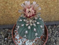 Gymnocalycium spegazzinii unguispinum SL 44b, pot 8,5 cm - 12404855