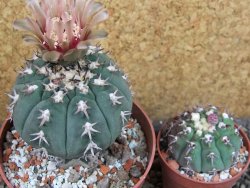 Gymnocalycium spegazzinii unguispinum SL 44b, pot 8,5 cm - 12404856
