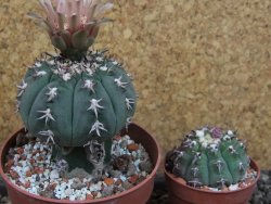 Gymnocalycium spegazzinii unguispinum SL 44b, pot 8,5 cm - 12404857