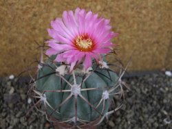 Echinocactus horizonthalonius 138 km El Hundido, pot 7 cm - 12404858