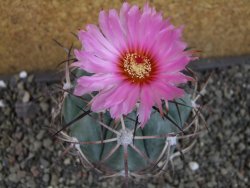 Echinocactus horizonthalonius 138 km El Hundido, pot 7 cm - 12404859