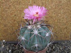 Echinocactus horizonthalonius 138 km El Hundido, pot 7 cm - 12404860
