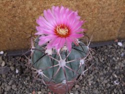 Echinocactus horizonthalonius 138 km El Hundido, pot 7 cm