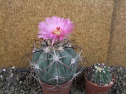 Echinocactus horizonthalonius 138 km El Hundido, pot 7 cm - 12404862