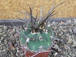 Gymnocalycium armatum LH1431 Pajcho centro, Tarija, pot 5,5 cm - 12404878