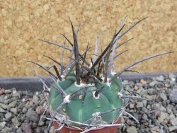 Gymnocalycium armatum LH1431 Pajcho centro, Tarija, pot 5,5 cm