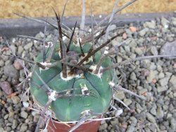 Gymnocalycium armatum LH1431 Pajcho centro, Tarija, pot 5,5 cm - 12404880