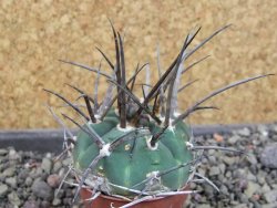 Gymnocalycium armatum LH1431 Pajcho centro, Tarija, pot 5,5 cm - 12404881