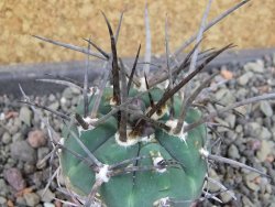 Gymnocalycium armatum LH1431 Pajcho centro, Tarija, pot 5,5 cm - 12404882