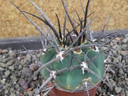 Gymnocalycium armatum LH1431 Pajcho centro, Tarija, pot 5,5 cm - 12404883