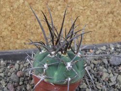 Gymnocalycium armatum LH1431 Pajcho centro, Tarija, pot 5,5 cm - 12404884