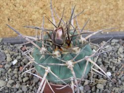 Gymnocalycium armatum LH1431 Pajcho centro, Tarija, pot 5,5 cm - 12404897