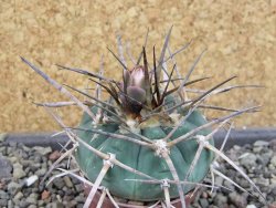 Gymnocalycium armatum LH1431 Pajcho centro, Tarija, pot 5,5 cm - 12404898