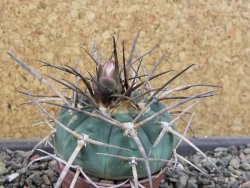 Gymnocalycium armatum LH1431 Pajcho centro, Tarija, pot 5,5 cm