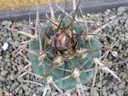 Gymnocalycium armatum LH1431 Pajcho centro, Tarija, pot 5,5 cm - 12404900
