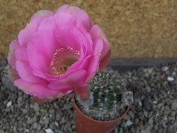 Echinopsis hybrid pot 5,5 cm - 12404927