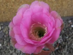 Echinopsis hybrid pot 5,5 cm