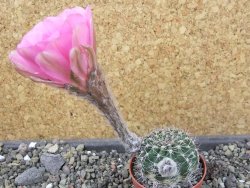 Echinopsis hybrid pot 5,5 cm - 12404929